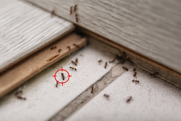 Trusted Mapleton, UT Pest Control Experts