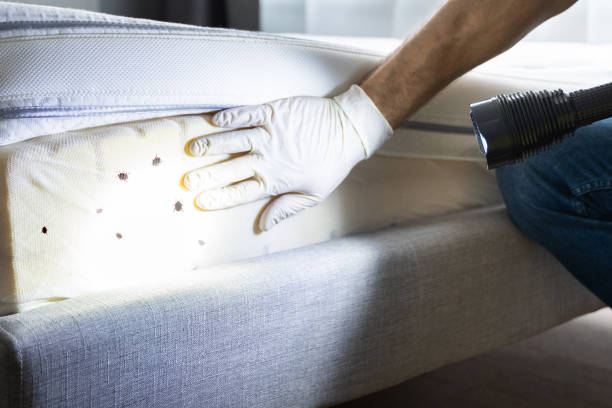 Best Flea Control Services  in Mapleton, UT