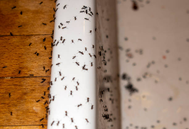 Flea Control Services in Mapleton, UT